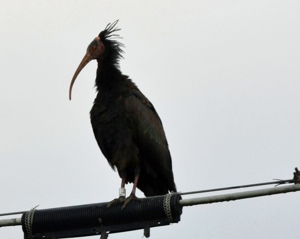 Ibis eremita